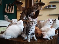 -飞行喵MR PILOT|猫舍·猫咖(静安大融城店)