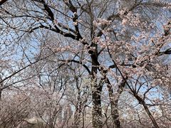 -桃花堤公园