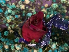 -金田水族花卉市场(银庄大厦店)