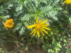 -上海微创医疗器械（集团）有限公司