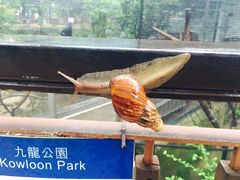 -九龙公园