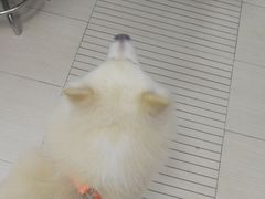 -PETKIT 小佩宠物·低压洗护·美容·寄养(安远店)