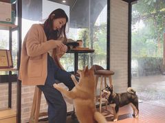 -柴犬高等学院·狗咖·柴犬售卖·宠物训练