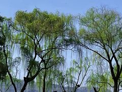 -柳浪闻莺公园