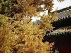 -大觉寺-停车场