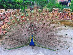 -J Create城市露营咖啡·简餐·宠物(上海动物园店)