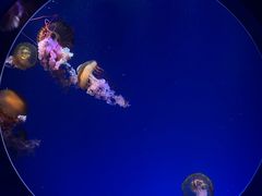 -海合安青岛极地海洋公园