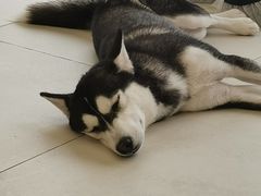 -怪兽屋·羊驼·猫咖·狗咖(俊华广场店)