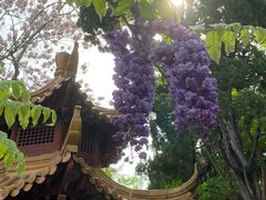 -嘉定紫藤园