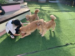 -汪说喵讲宠物乐园宠物酒店(红星美凯龙店)