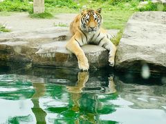 -上海野生动物园