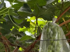 -马陆小张葡萄园农家乐