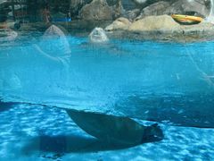 -海合安成都极地海洋公园