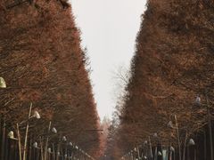 -日照海滨国家森林公园