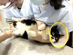 -四月宠物医院·猫专科·心脏专科·内科(转塘店)