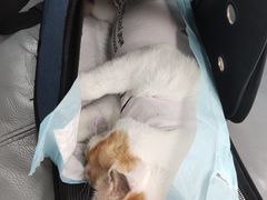 -良伴无忧宠物医院(泰欣嘉园店)