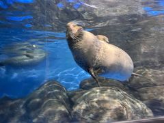 -上海海洋水族馆