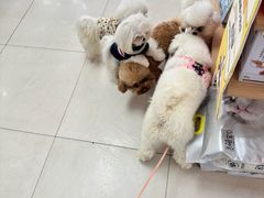 -翊宠yipet猫狗购宠庄园犬舍•猫舍