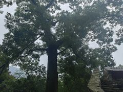-北京上方山国家森林公园