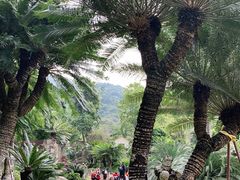 -深圳仙湖植物园