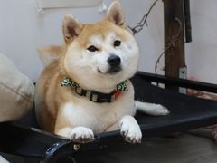 -柴迷FANS CLUB·柴犬狗咖·猫咖