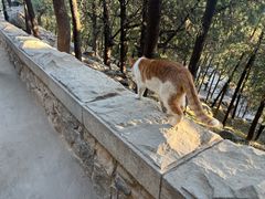 -泰山风景名胜区