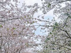 -绵阳盛世樱花悠乐谷