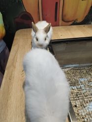 -神奇动物撸宠馆·羊驼·小浣熊·异宠(豫园店)