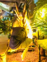 -恐龙探索乐园(磁器口店)