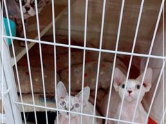 -Bastet sally猫舍购宠(静安店)