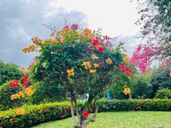 -东莞植物园