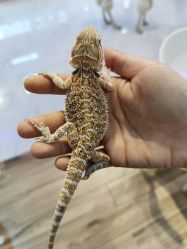 -Moni星球萌宠·小马宝莉·灵蛇·高端高阶全萌宠互动体验俱乐部(红豆国际广场店)