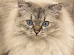 -有喵·猫咖·狗咖·40+猫狗有小奶狗(岗厦店)