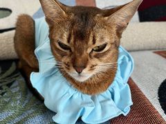 -博特宠物医院24h犬猫全科.骨科·异宠