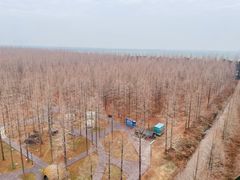 -黄海国家森林公园