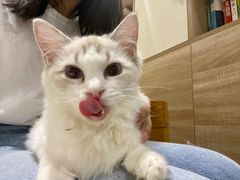 -藏猫猫咖啡主题馆(中央大道店)