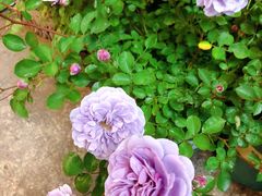 -双季花艺园艺市场(浦东店)