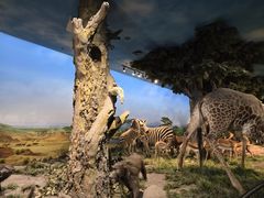 -国家自然博物馆