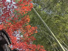 -秋霞圃