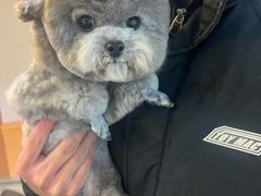 -帕帕拉兹宠物(亚洲旗舰店)