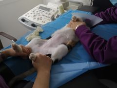 -达爱动物医院·犬猫分区·CT·复杂眼科(远洋山水分院)
