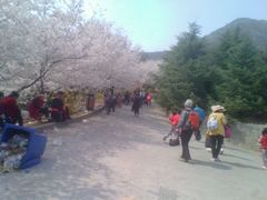 android_upload_pic-樱花山风景区