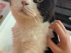 -猫小院猫主题餐厅(三里屯店)