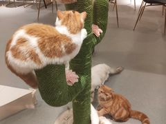 -飞行喵MR PILOT|猫舍·猫咖(静安大融城店)