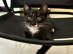 -天使宠物医院·犬猫分诊(彩虹店)