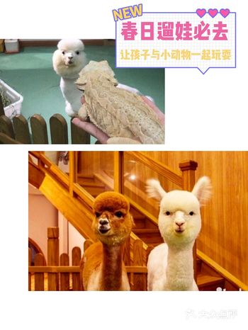 春日到来，让孩子和动物朋友一起玩耍一番