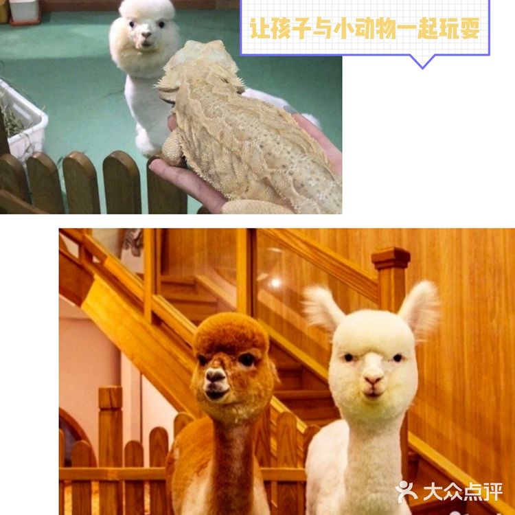 春日到来，[糖果]让孩子和动物朋友一起玩耍一番[胜利]