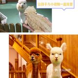 春日到来，[糖果]让孩子和动物朋友一起玩耍一番[胜利]