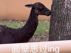 -武汉动物园