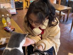 -猫猫幼稚园·撸猫·桌游·电玩